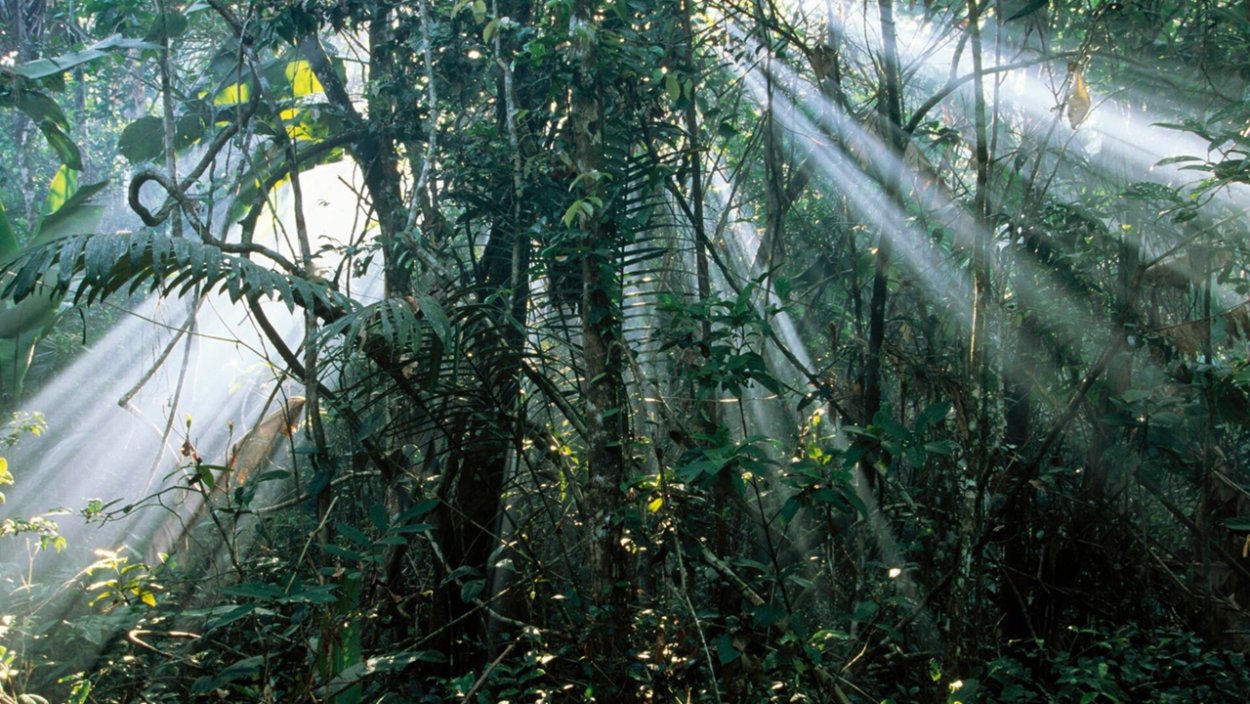 Дождь в тропическом лесу