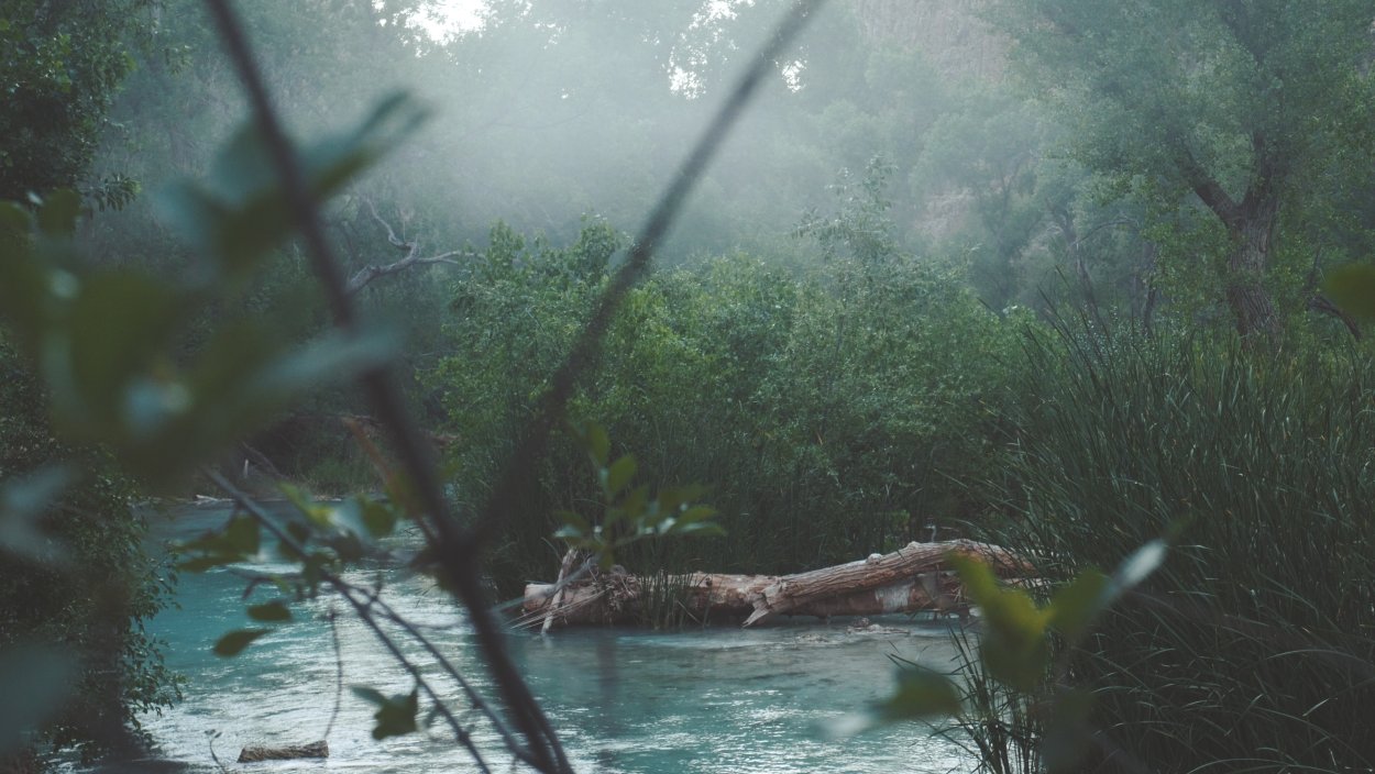 Тропический дождь