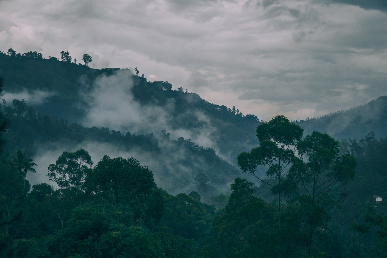 Туманные горы джунгли