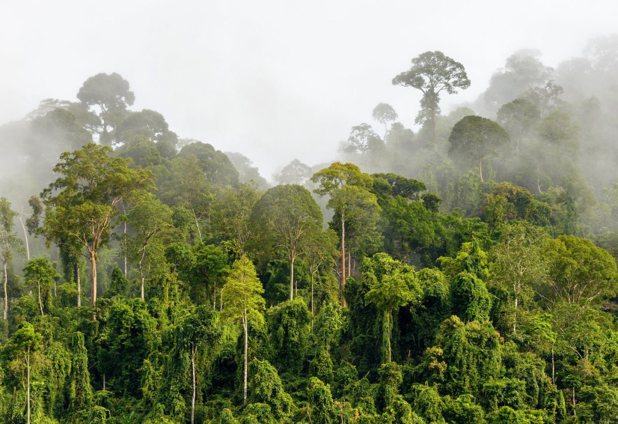 Джунгли Борнео Индонезия