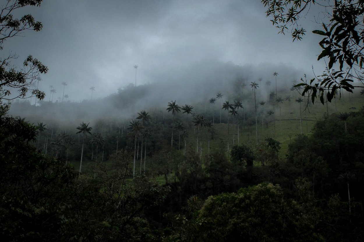 Ветер в джунглях