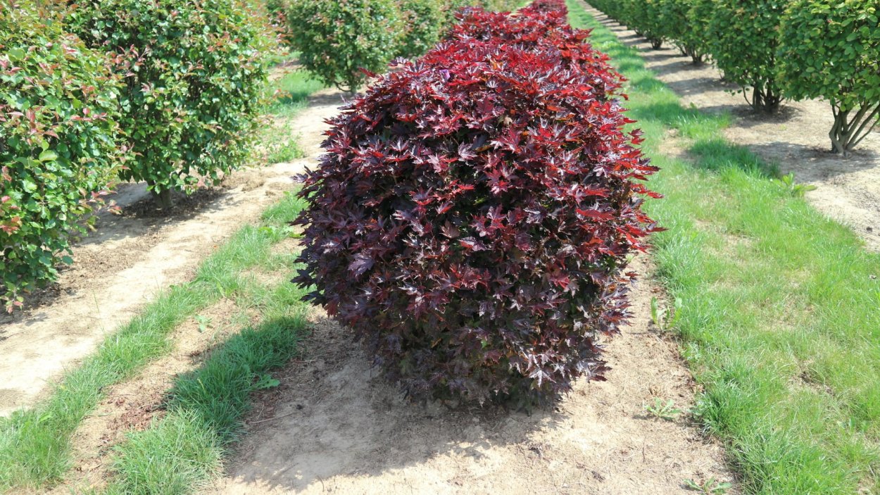 Кустик с маленьктси личтьчями и оранььженвыми цыетамт