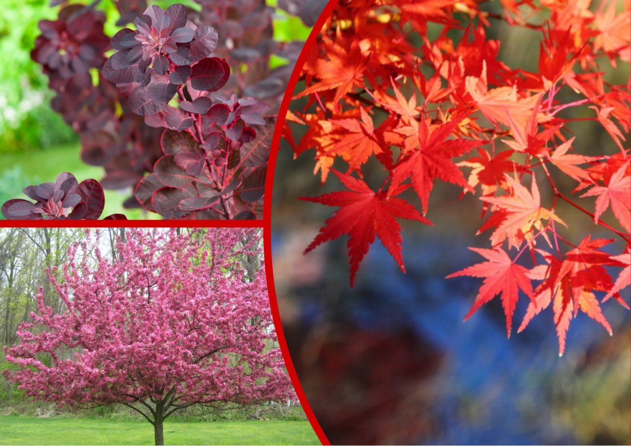 Пузыреплодник калинолистный Andre