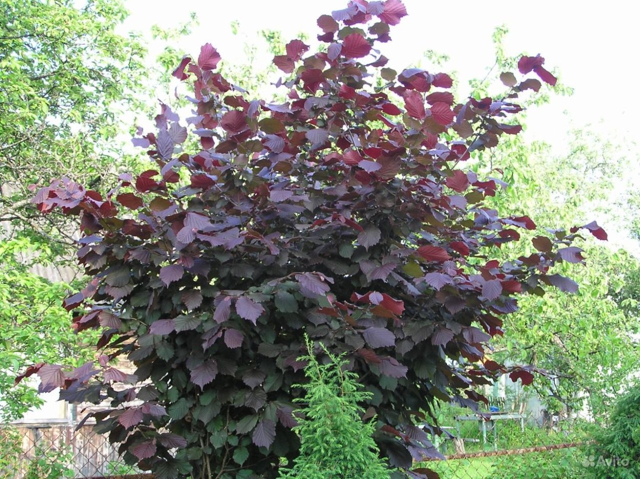 Пузыреплодник калинолистный ред Барон