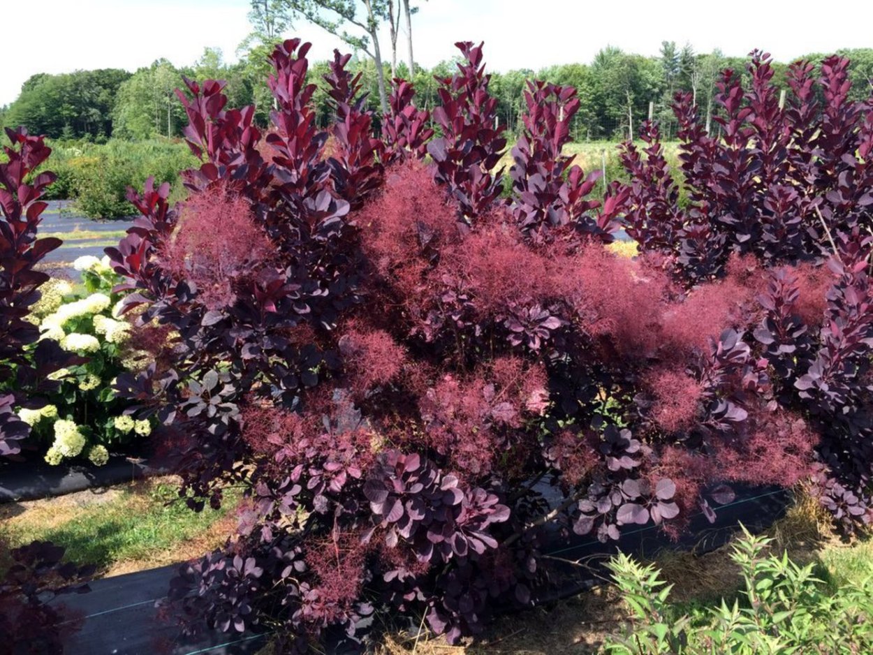 Гибискус кленолистный махагон