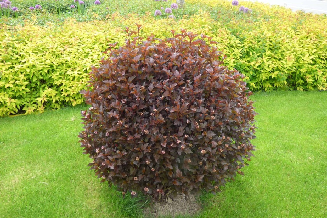 Японский клен Гиннала