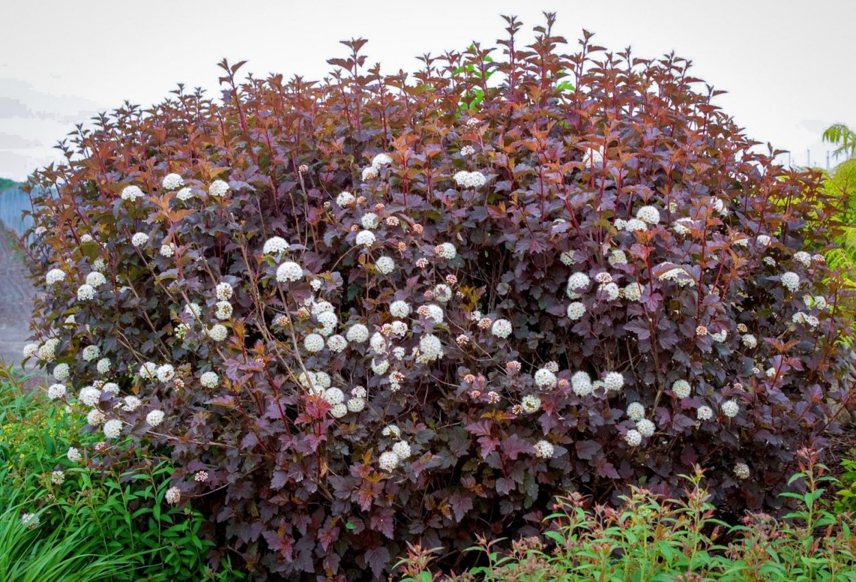 Пузыреплодник леди ред