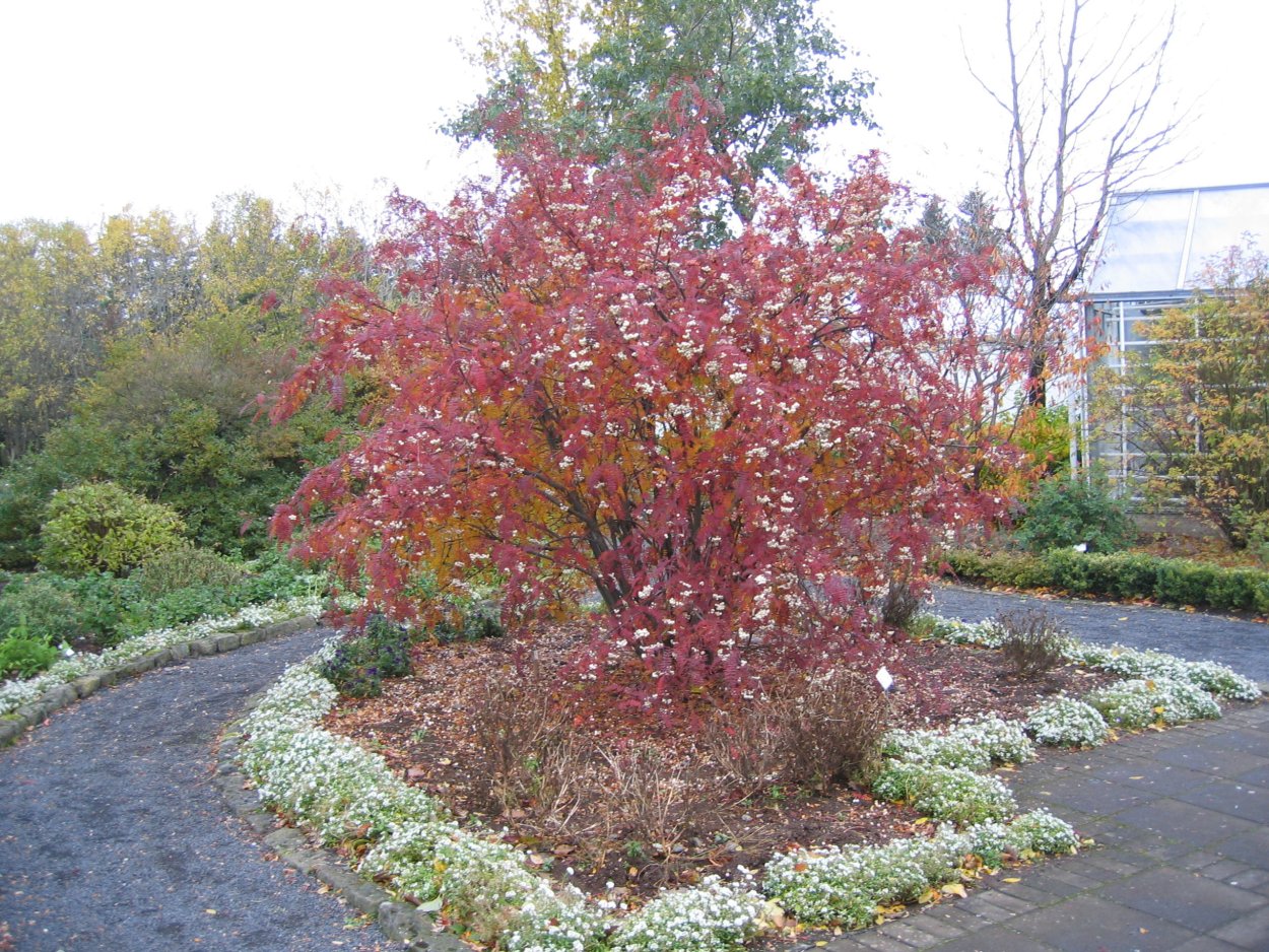 Пузыреплодник Zdechovice