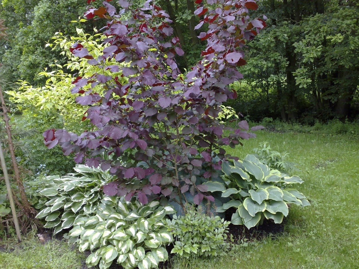 Рябина кене