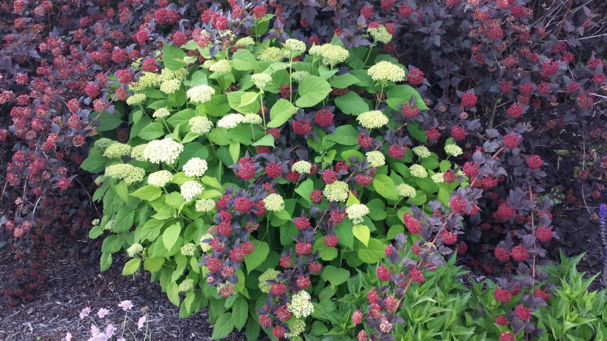 Калина краснолистная