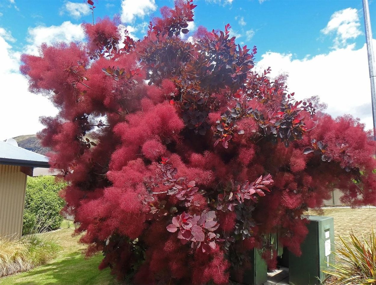 Пузыреплодник калинолистный леди ин ред