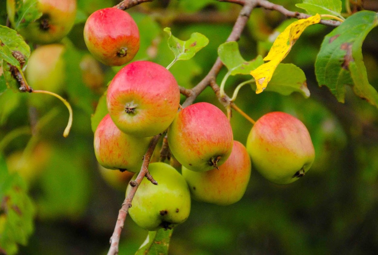 Яблоня Дикая Malus Sylvestris