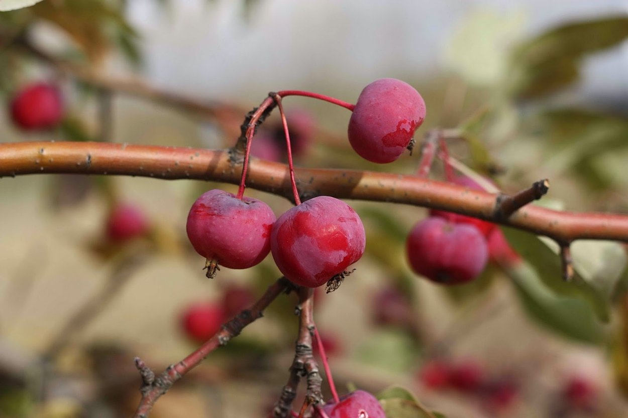 Яблоня дичка дерево