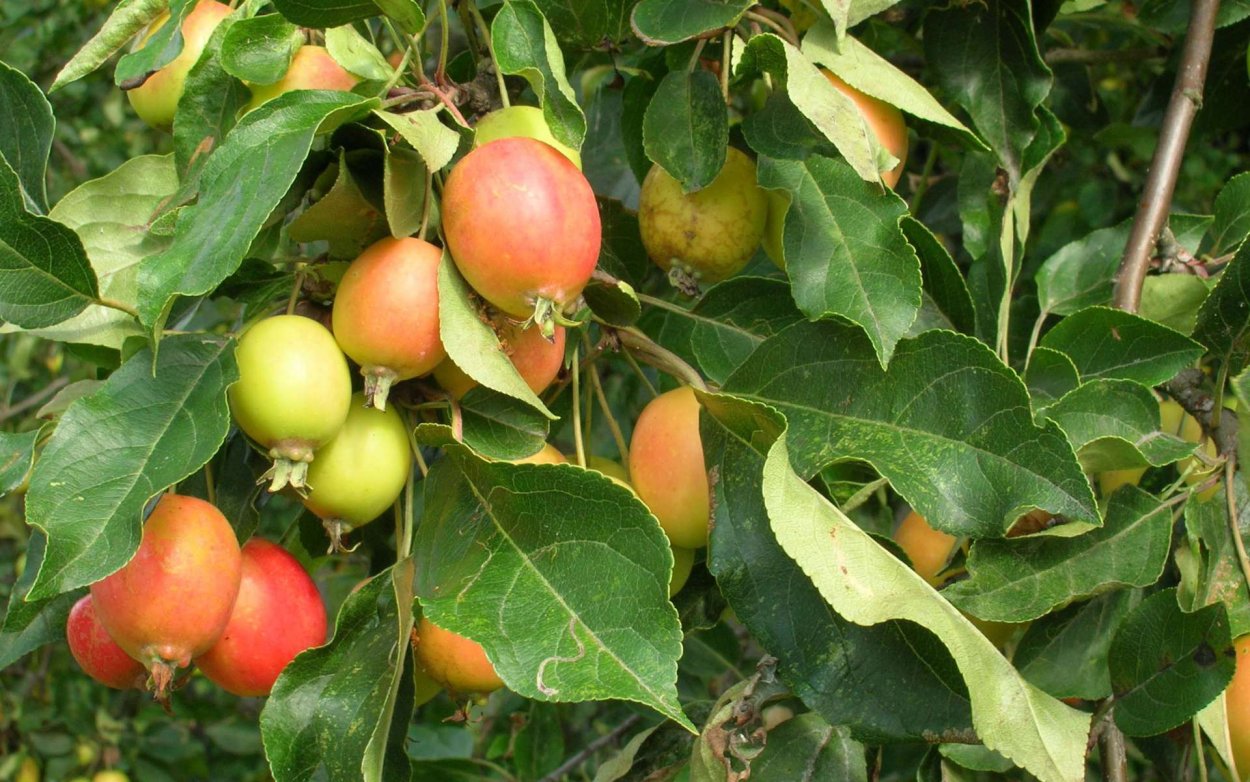 Цветение дички яблони