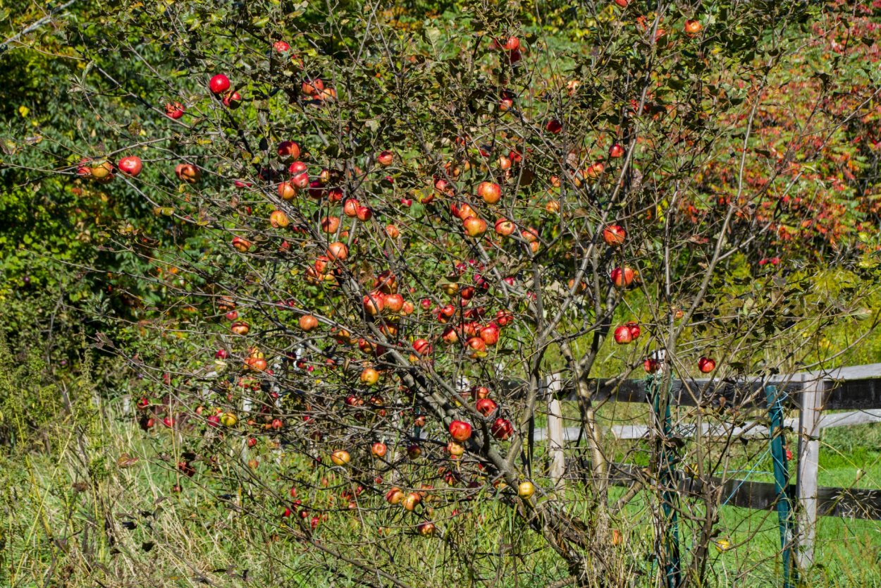 Лимонник яблоко дерево