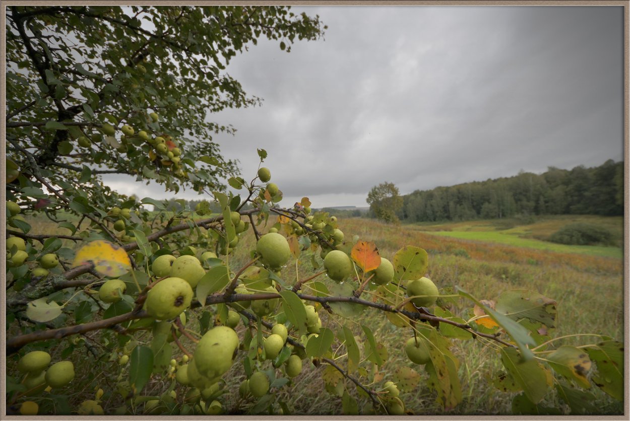 Яблоня Дикая Malus Sylvestris
