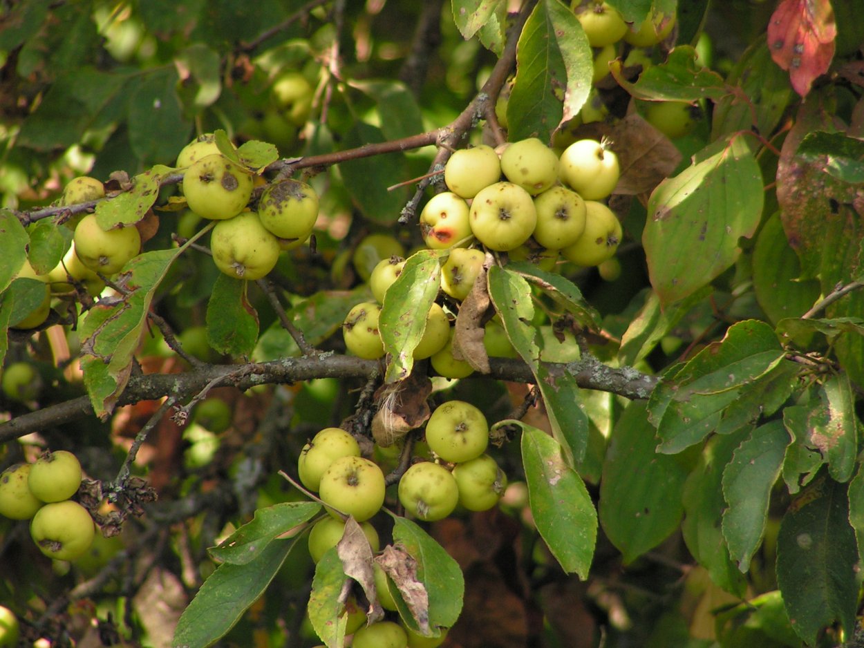 Яблочки дички