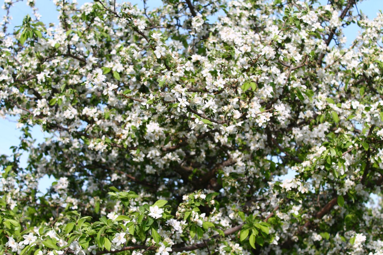 Яблоня дичка осенью