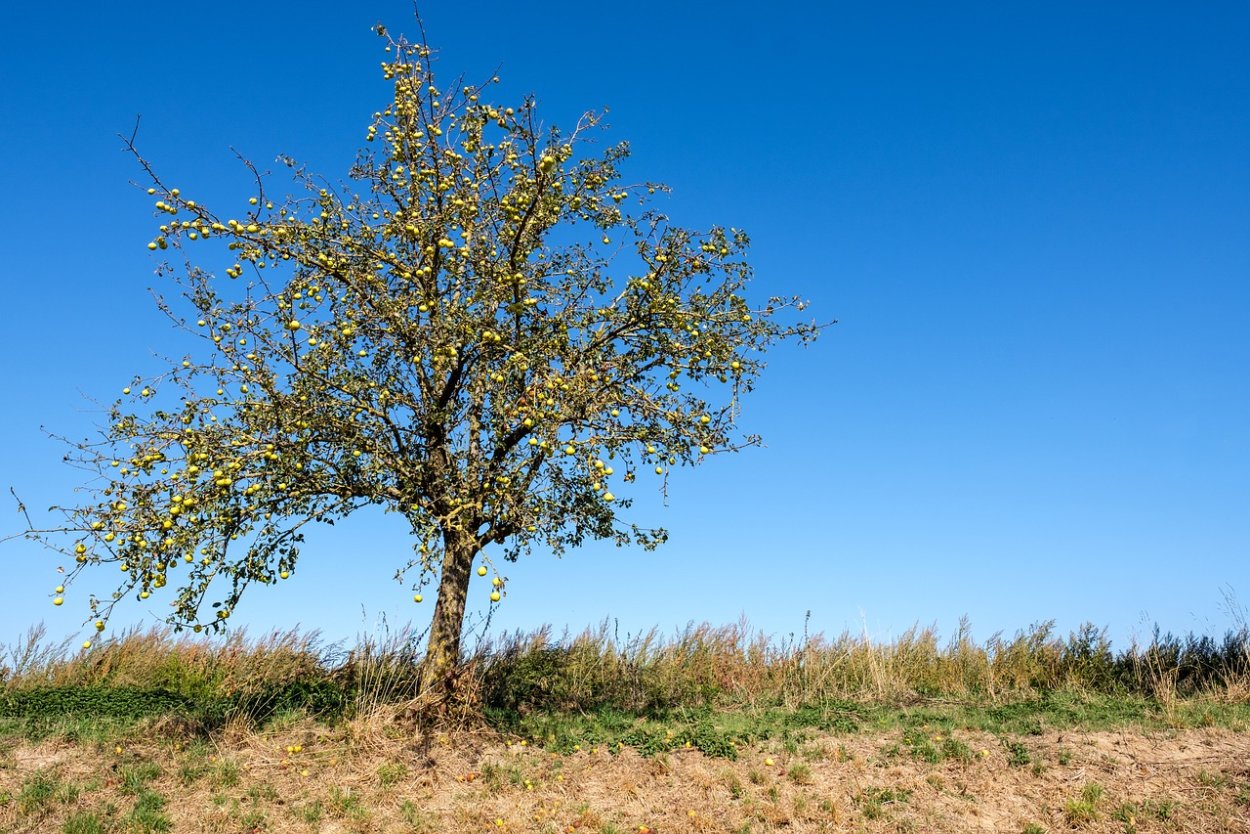 Цветение дички яблони