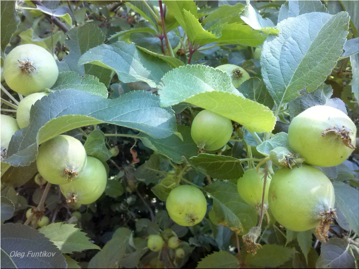 Яблоня Лесная (Дикая) (Malus Sylvestris)