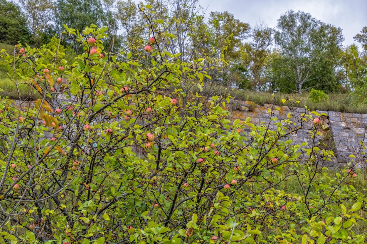 Яблоня Дикая Malus Sylvestris