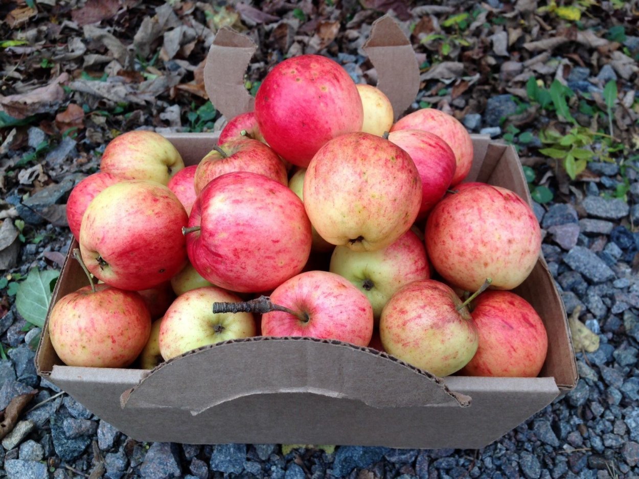 Яблоня Сибирская Malus baccata