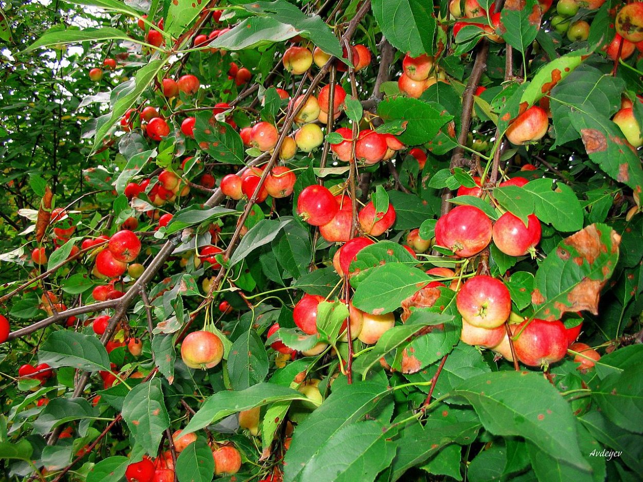 Яблоня Лесная (дичок)