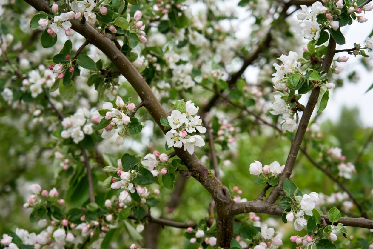 Яблоня Лесная крона