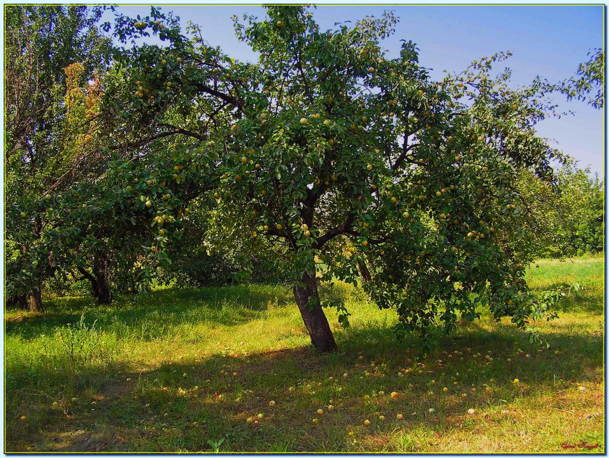 Яблоня Лесная (дичок)