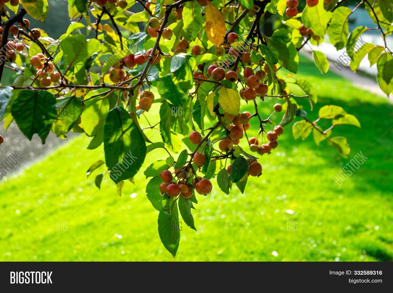 Яблоня Лесная (дичок)