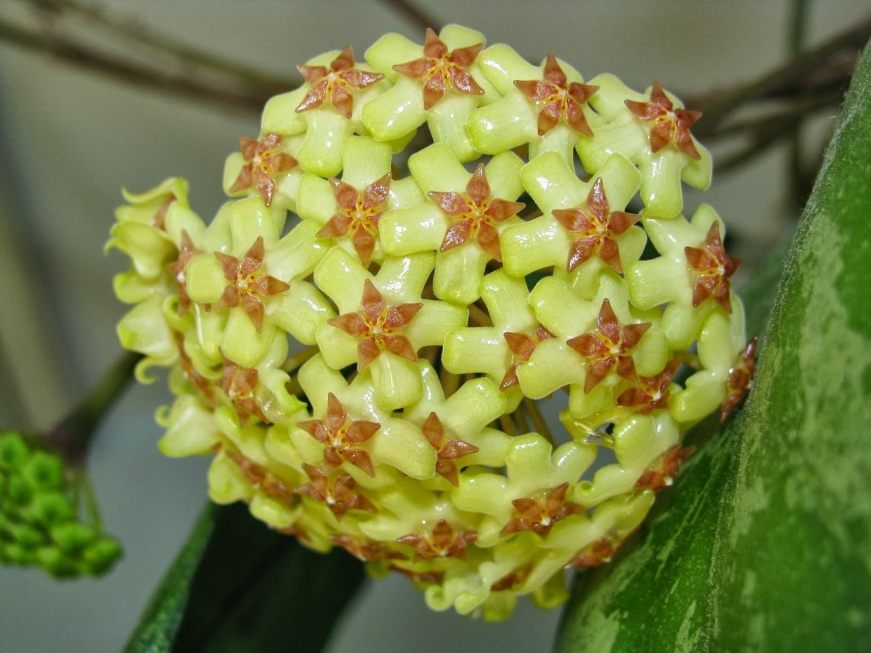 Хойя fuscomarginata