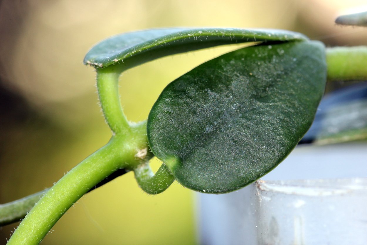 Хойя билобата