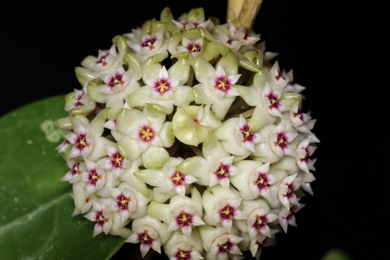 Хойя вителлина