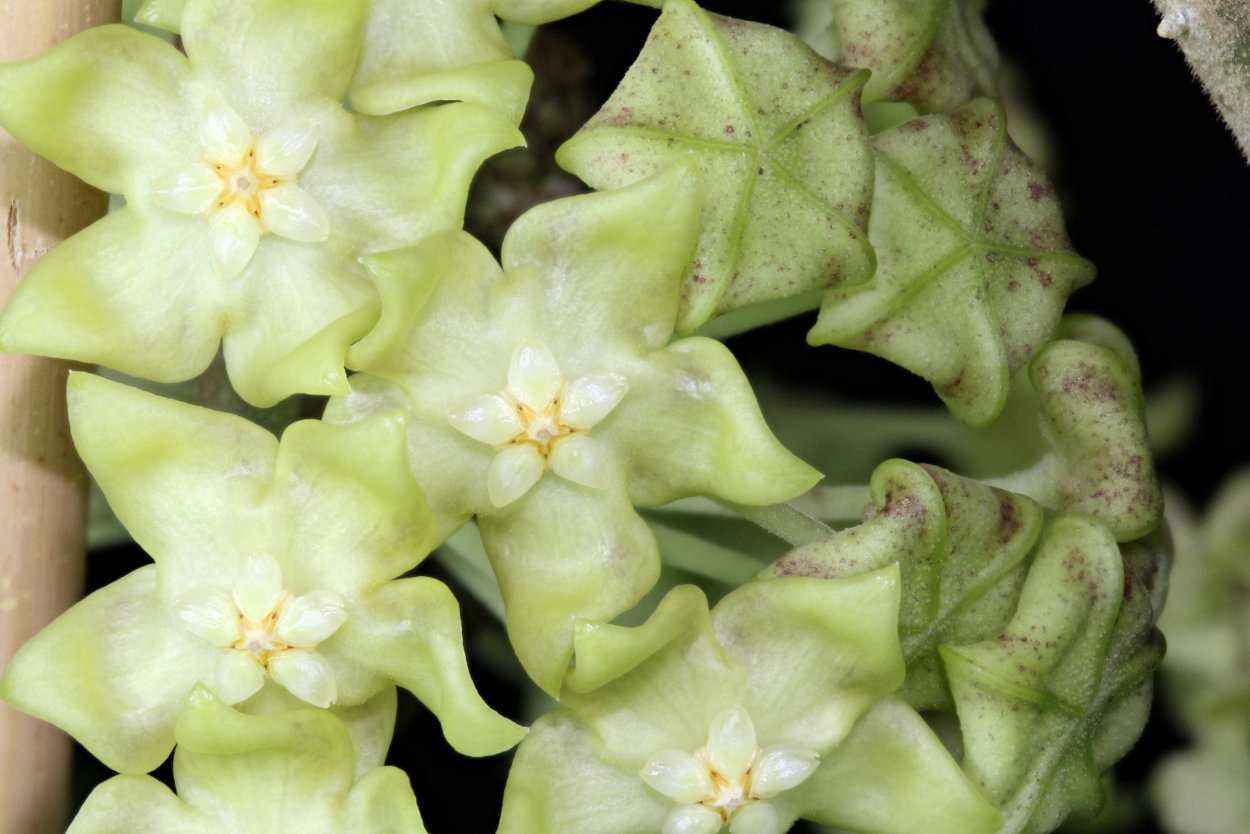 Хойя мясистая (Hoya carnosa)