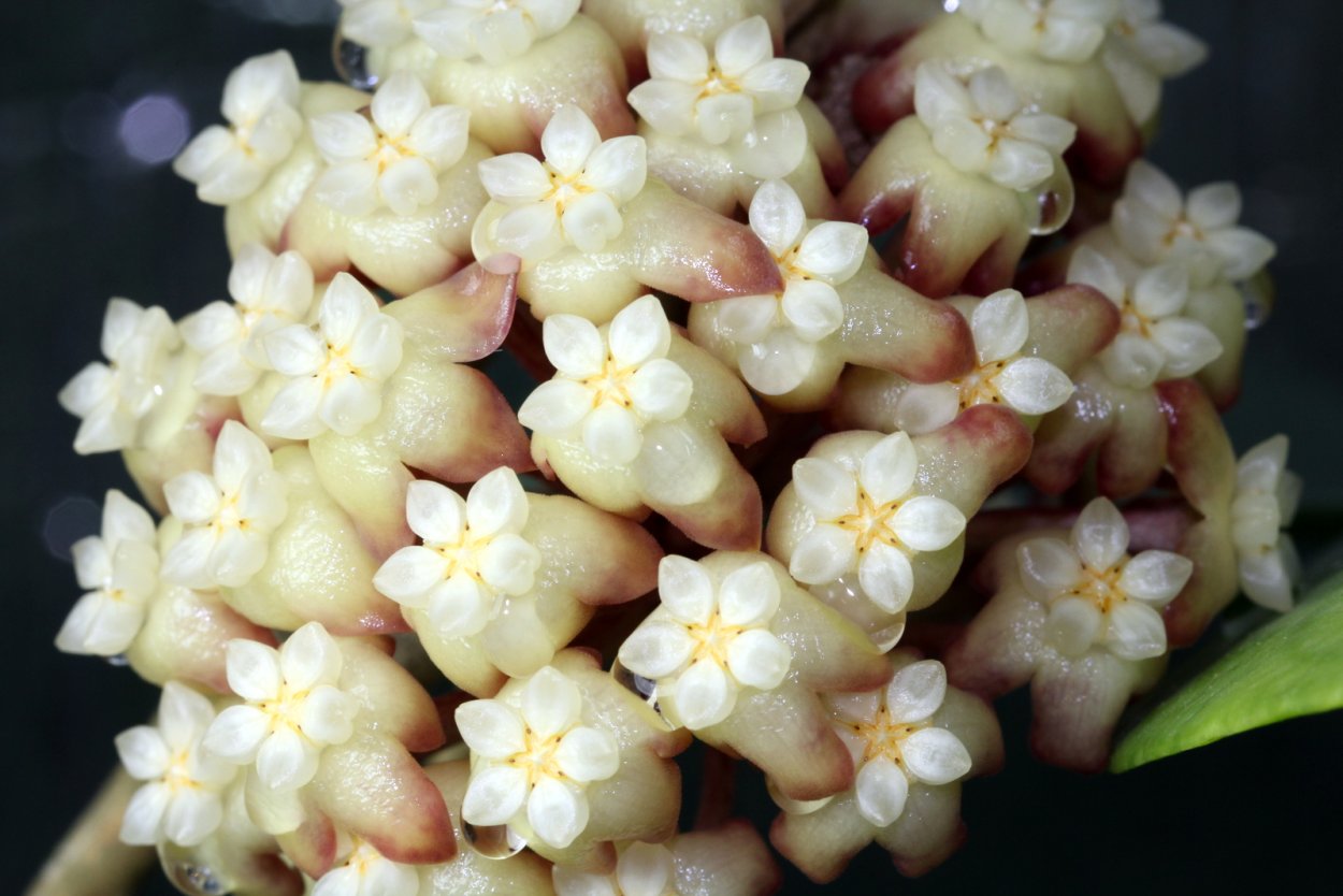 Хойя Hoya ilagiorum