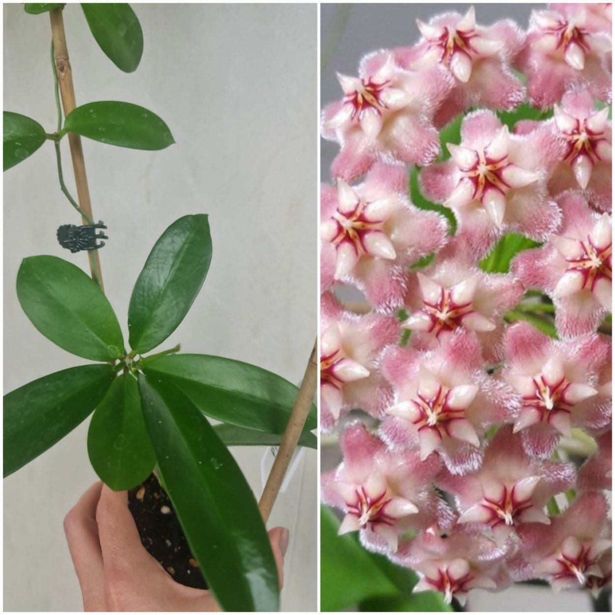 Хойя фускомаргината