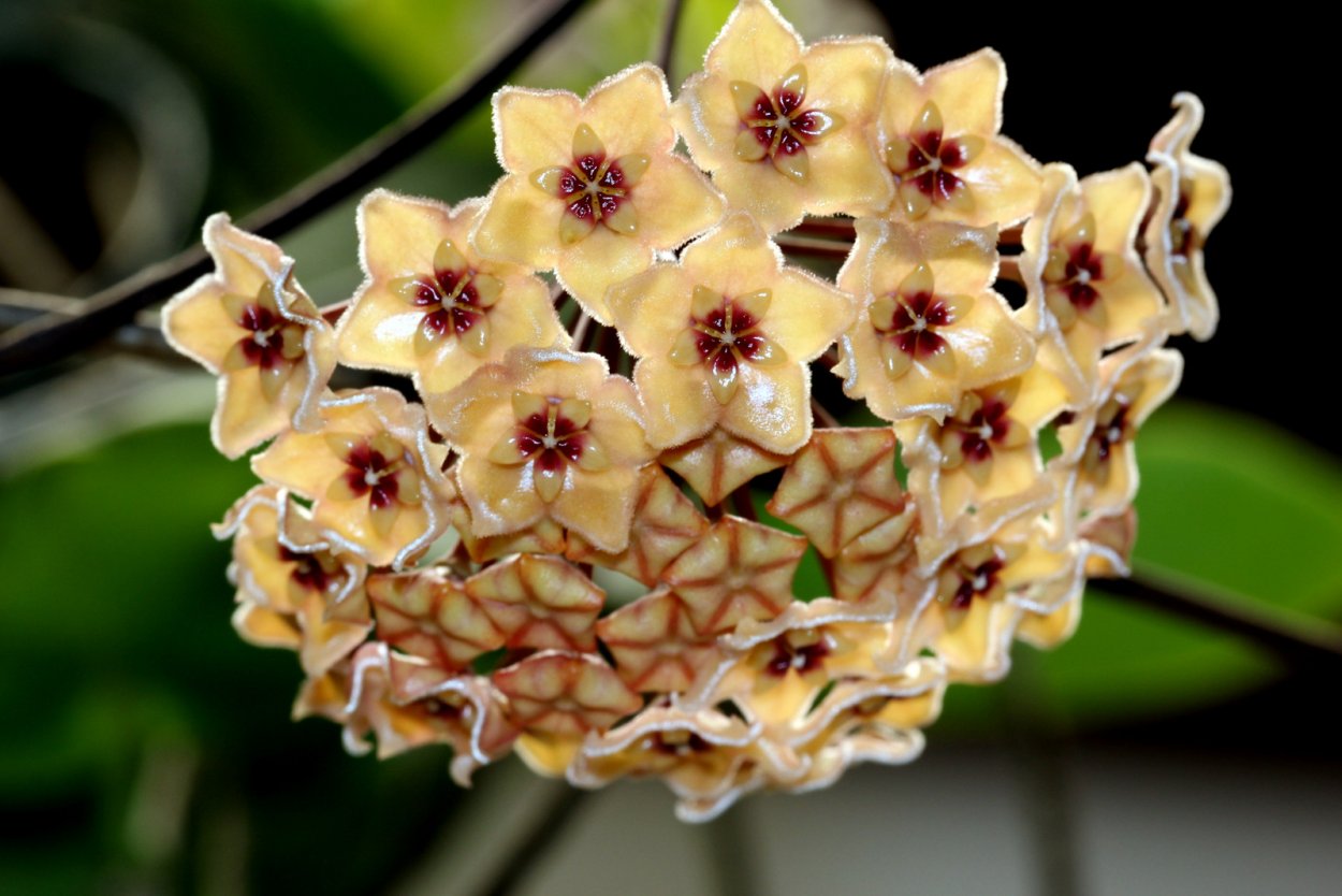 Хойя Хайнаненсис