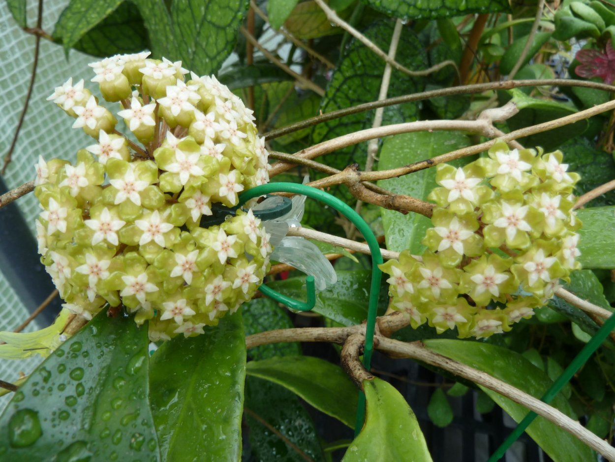 Хойя fuscomarginata