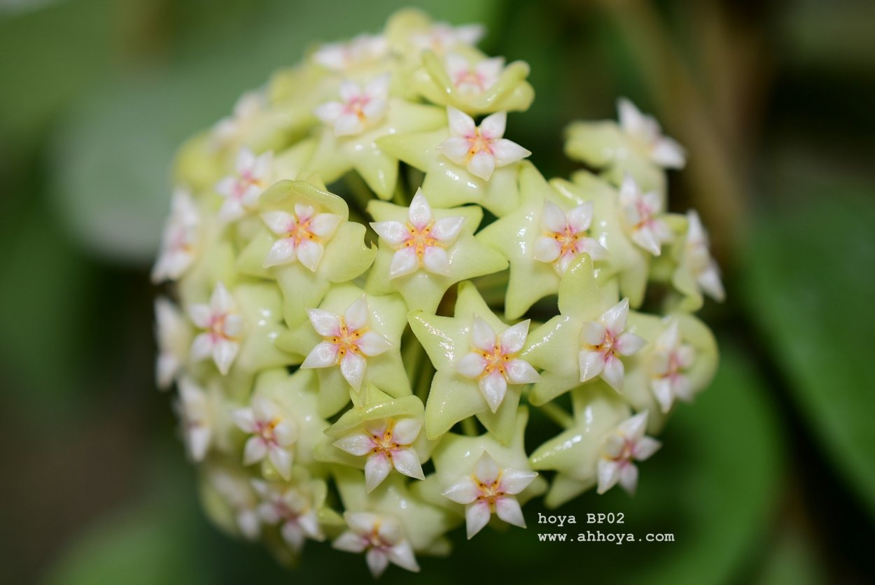 Хойя Латифолия листья