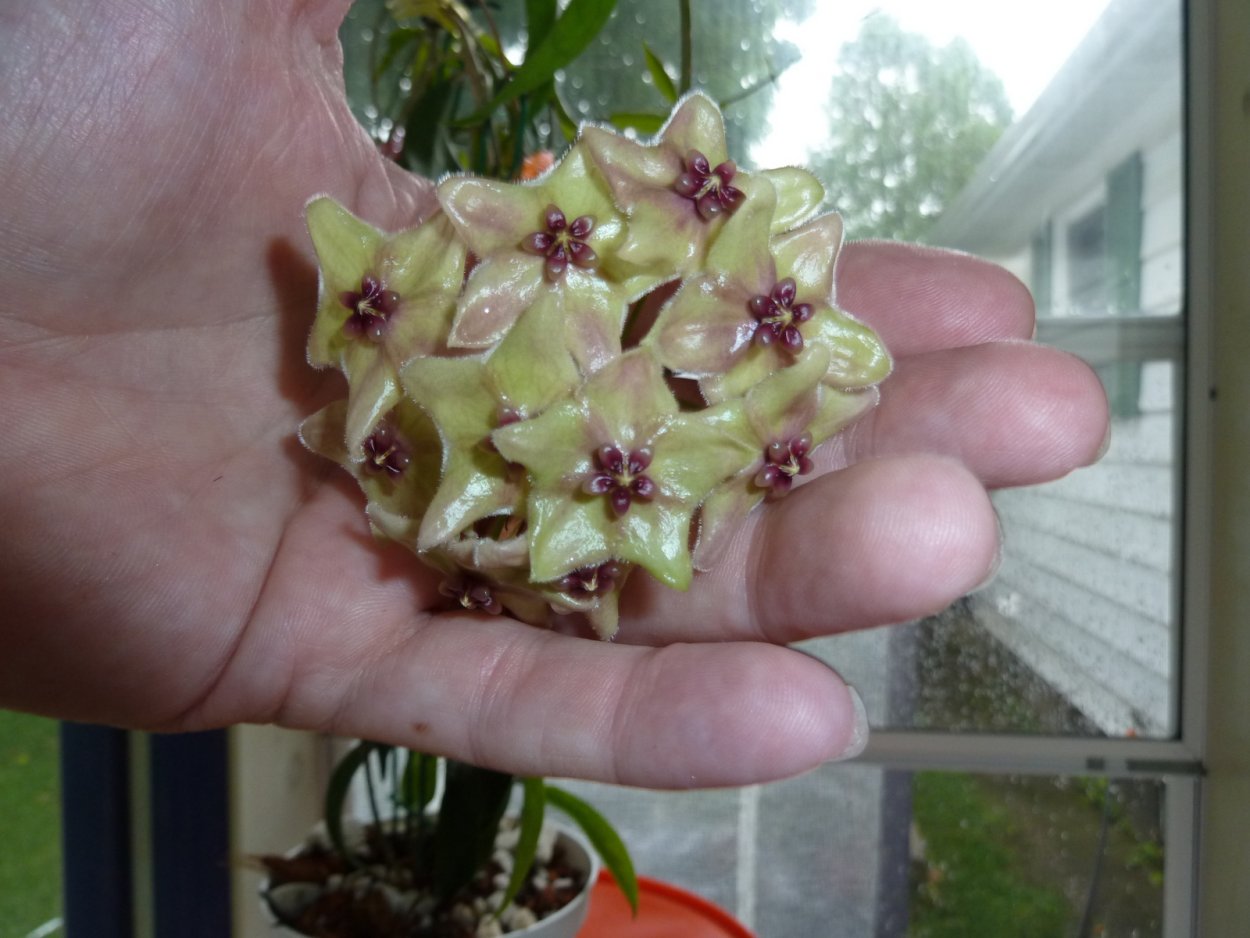 Хойя Hoya hypolasia