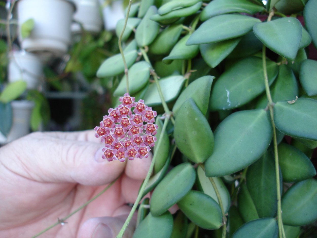 Hoya siariae Pink