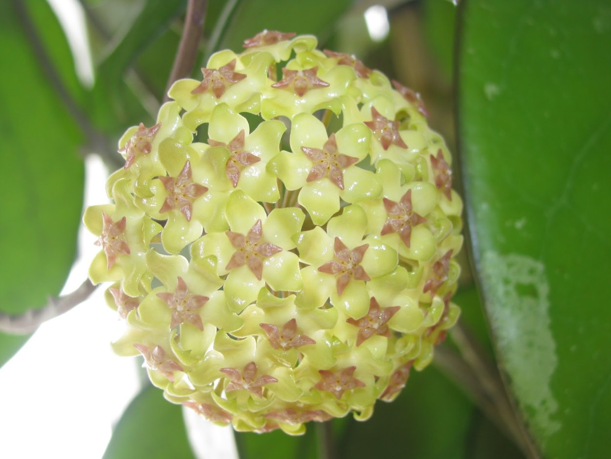 Хойя фускомаргината