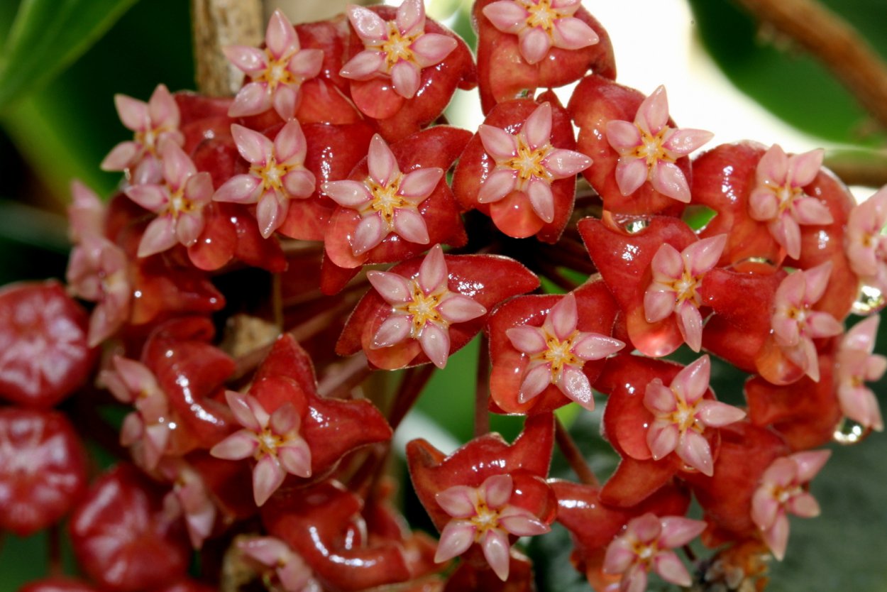 Hoya macrophylla цвет