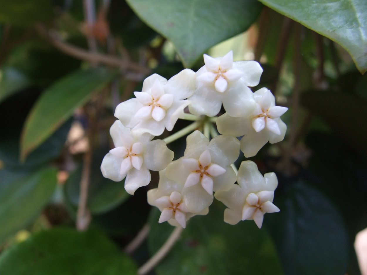 Хойя fuscomarginata