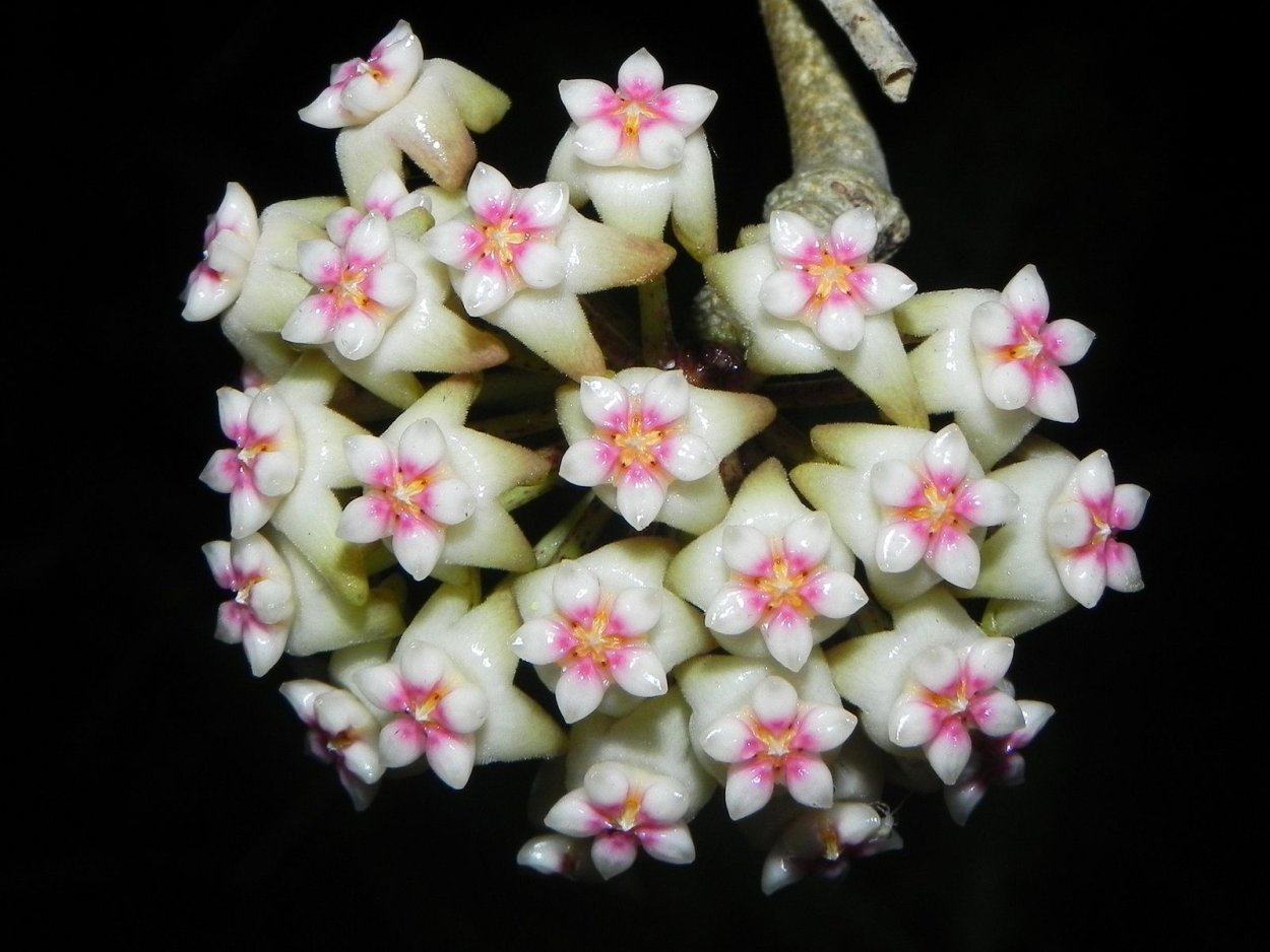 Хойя Hoya thomsonii