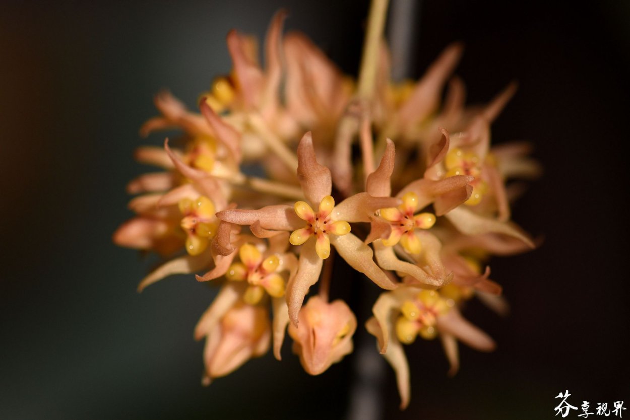 Хойя verticillata acuta variegata
