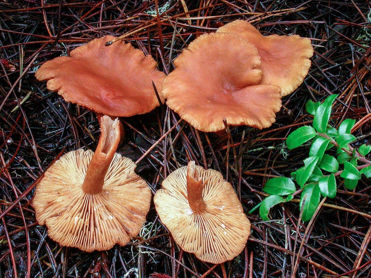 Млечник неедкий оранжевый