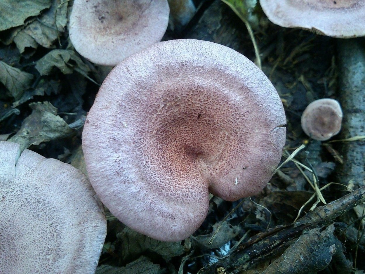 Гриб Янтарный млечник