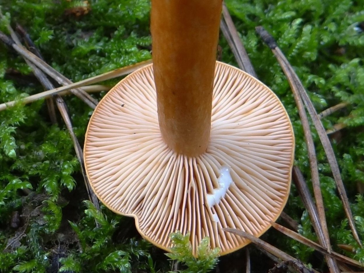 Lactarius mitissimus