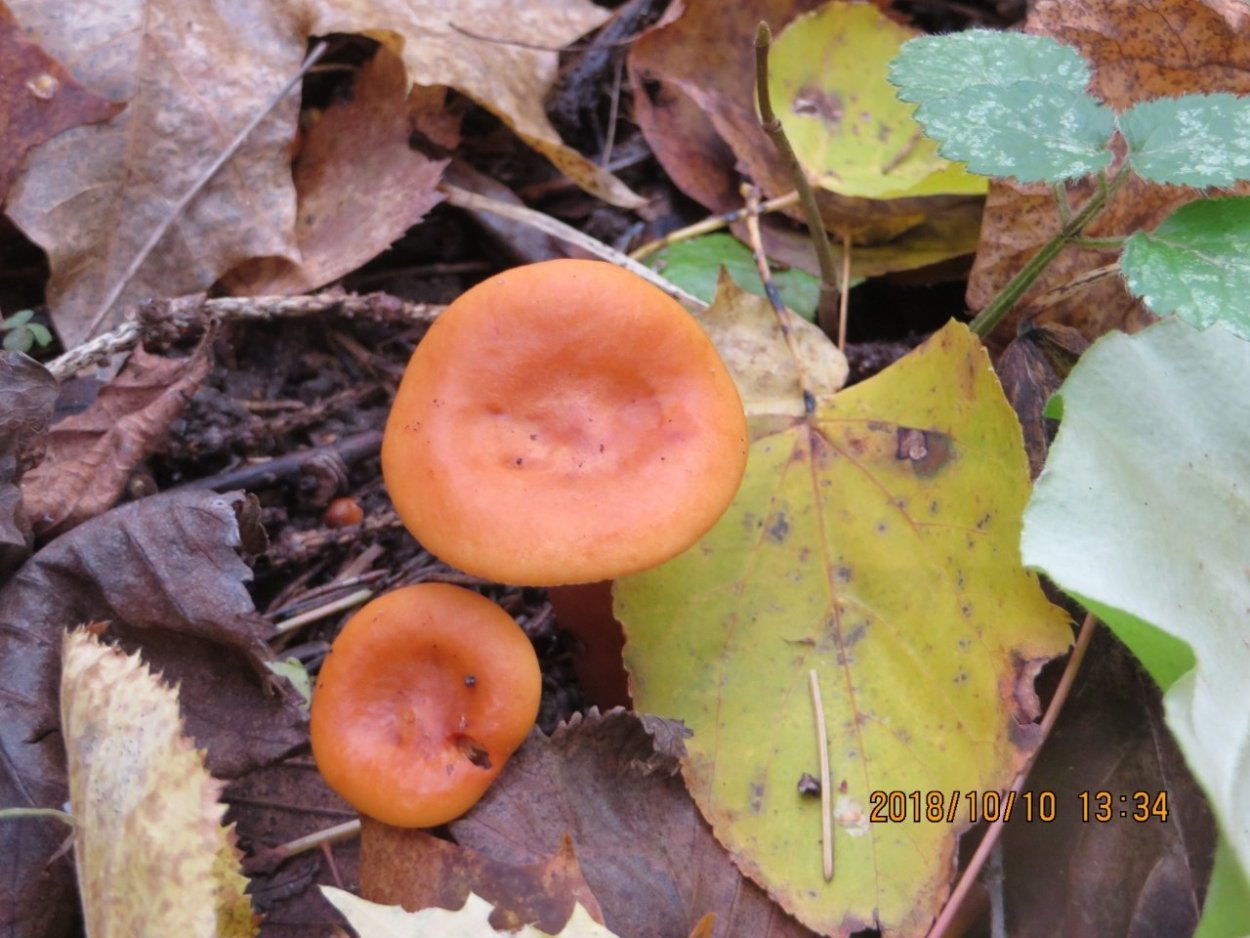 Млечник неедкий грибной дневник Лидия БАМ